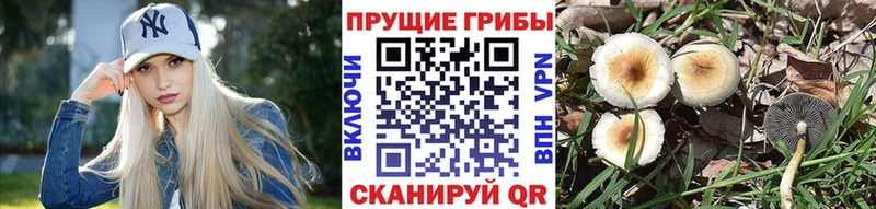 Купить  Луга  Псилоцибиновые грибы Psilocybe 